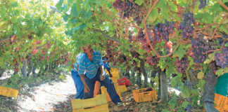 Isak Manual picking the Crimson Seedless harvest of Siyazama Klipland Boerdery.