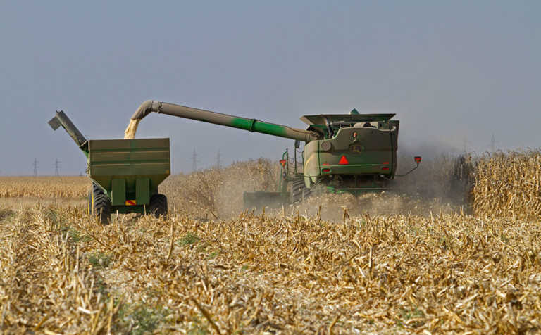 Recent rain will have ‘minimal effect’ on maize harvest