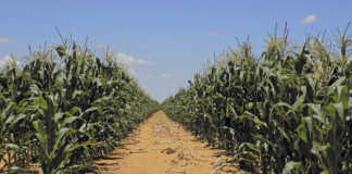 Managing resistance of African stem borer to BT-maize