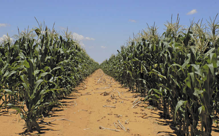 Managing resistance of African stem borer to BT-maize Managing resistance of African stem borer to BT-maize