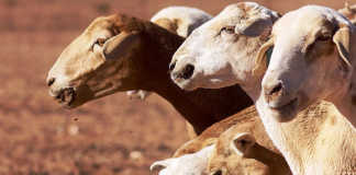 Northern Cape wind farms come to the rescue of sheep farmers