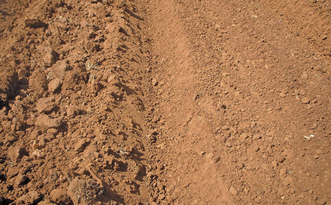 Preparing to plant carrots: seeds and soil