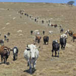 Profiting from indigenous livestock