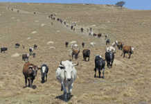 Profiting from indigenous livestock