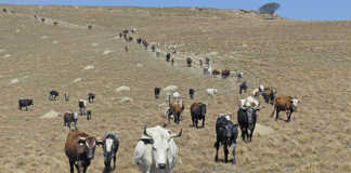 Profiting from indigenous livestock