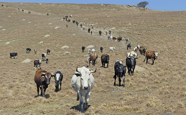 Profiting from indigenous livestock