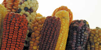 The basics of maize