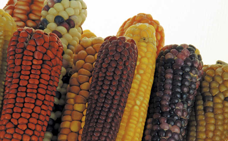 The basics of maize production