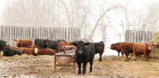 Protect livestock against pneumonia in winter