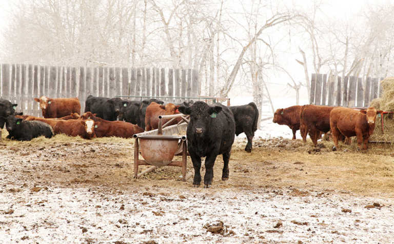 Protect livestock against pneumonia in winter