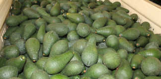 Urgent access to more avocado export markets needed – Subtrop