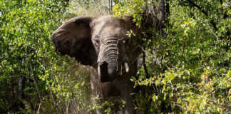200 more SA elephants destined for Mozambique