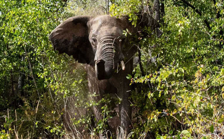 200 more SA elephants destined for Mozambique