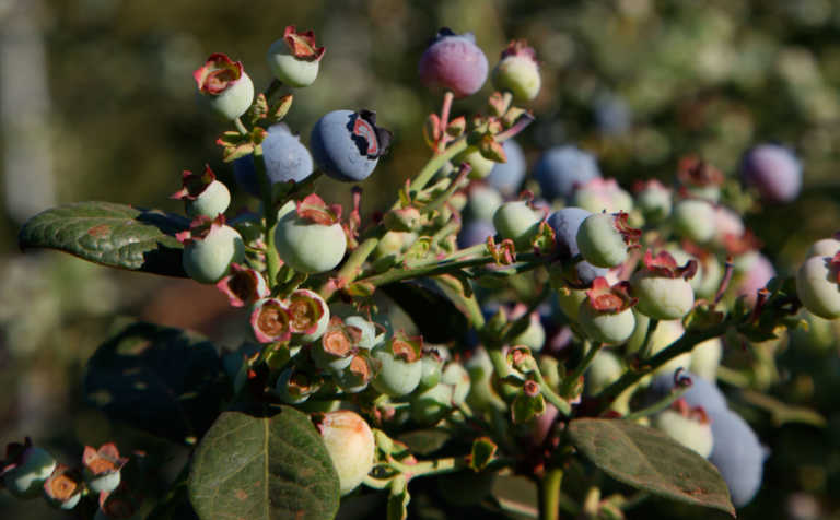 Rapid increase in SA blueberry production – Absa report