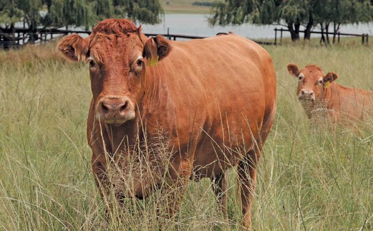 Top Limousin stud’s ‘simple strategy’ for success