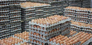 SA opens market for US shell eggs