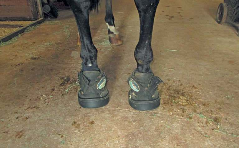 Cushioned overshoes for horses