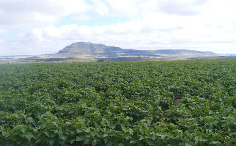 No transport differential for soya beans