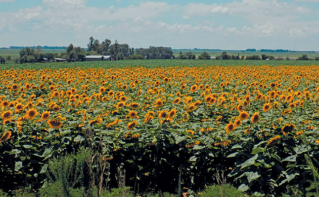 Maize harvest prospects unchanged but wheat better than expected