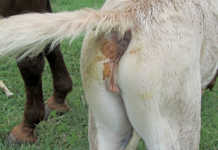 Meconium retention in foals