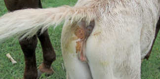 Meconium retention in foals