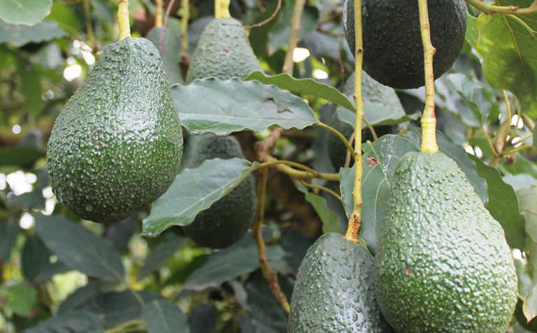 Imports of Kenyan avocados unlikely to negatively impact SA