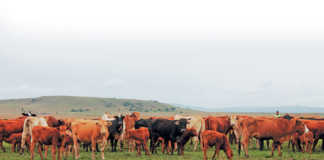 No room for favourites - choose cattle breeds carefully