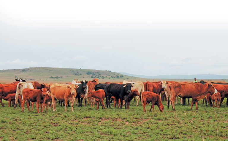 No room for favourites – choose cattle breeds carefully