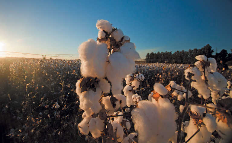 How SA cotton industry created 5 500 jobs in four years