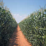 maize-crop