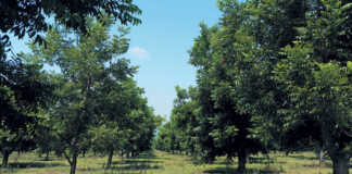 Pecan nut orchard