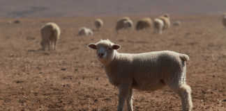 How recording ewes reproduction boosts fertility