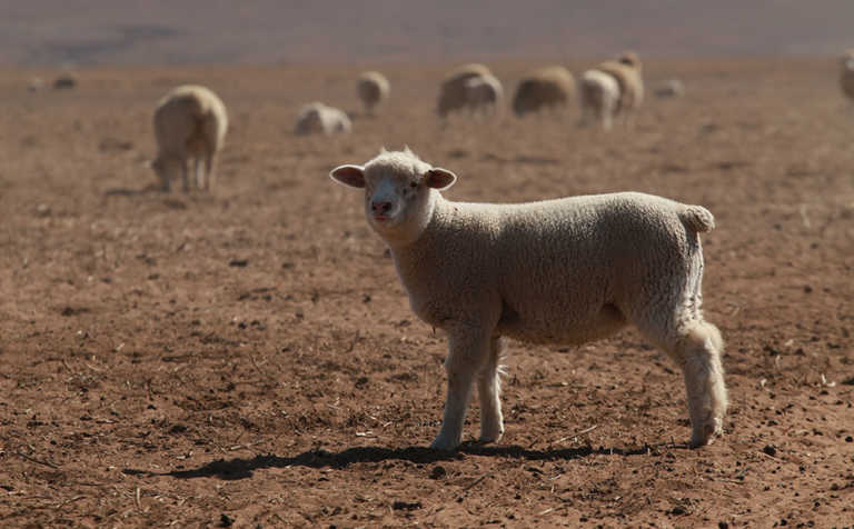 How recording ewes reproduction boosts fertility