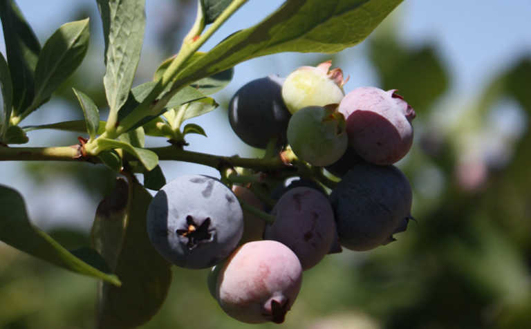 Superfruits can help save SA economy Superfruits can help save SA economy