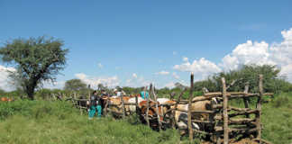 Second veterinary school needed – Agri Eastern Cape