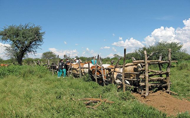 Second veterinary school needed – Agri Eastern Cape