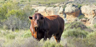 Bonsmara Bull