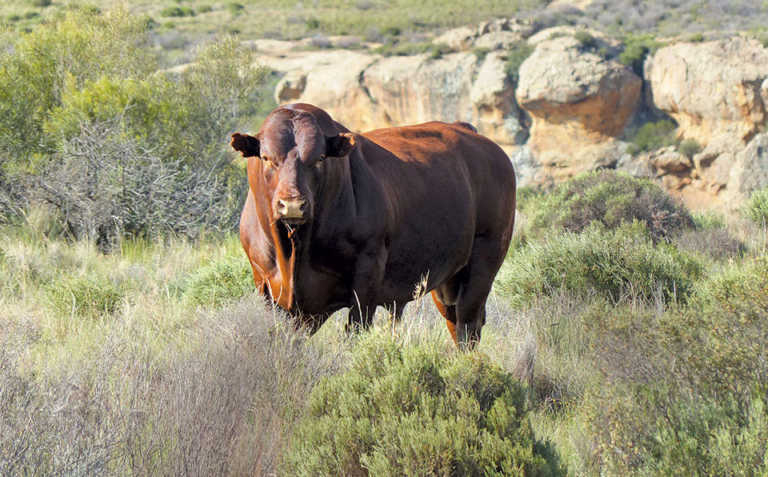 Learn about beef BLUP basics Learn about beef BLUP basics