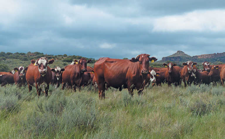 Brafords prove their worth on traditional sheep farm