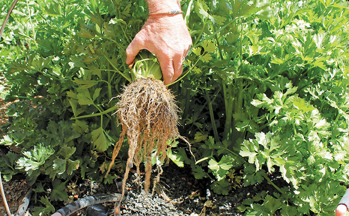 Making the most of calcium as a soil and plant nutrient