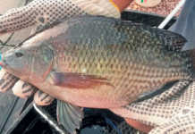 Chitralada strain Nile Tilapia