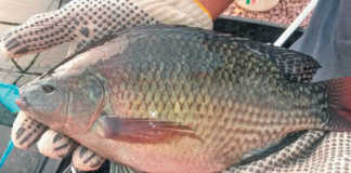 Chitralada strain Nile Tilapia