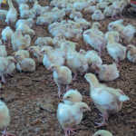 Day-old chicks