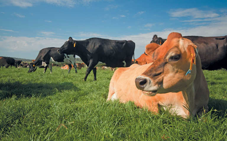 MPO and Free State agri department agree on small dairies
