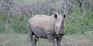 Latest stats show slight decrease in rhino poaching