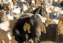 Countries resolve to eradicate sheep and goat plague by 2030