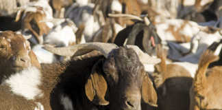 Countries resolve to eradicate sheep and goat plague by 2030