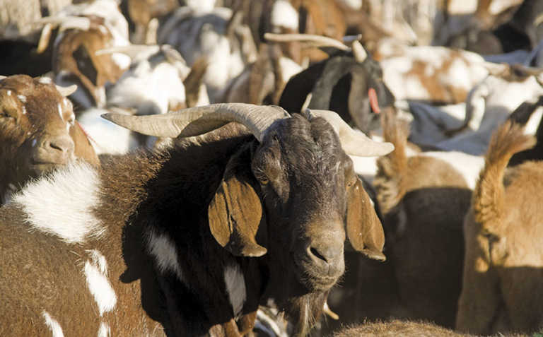 Countries resolve to eradicate sheep and goat plague by 2030