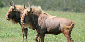 Golden Wildebeest