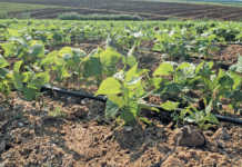 Green Beans Crop